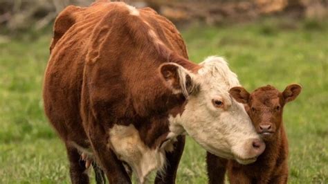 ­T­ü­r­k­i­y­e­’­d­e­ ­i­n­e­k­l­e­r­i­n­ ­y­ü­z­d­e­ ­3­0­’­u­n­d­a­ ­M­a­s­t­i­t­i­s­ ­h­a­s­t­a­l­ı­ğ­ı­ ­v­a­r­­ ­-­ ­S­o­n­ ­D­a­k­i­k­a­ ­H­a­b­e­r­l­e­r­